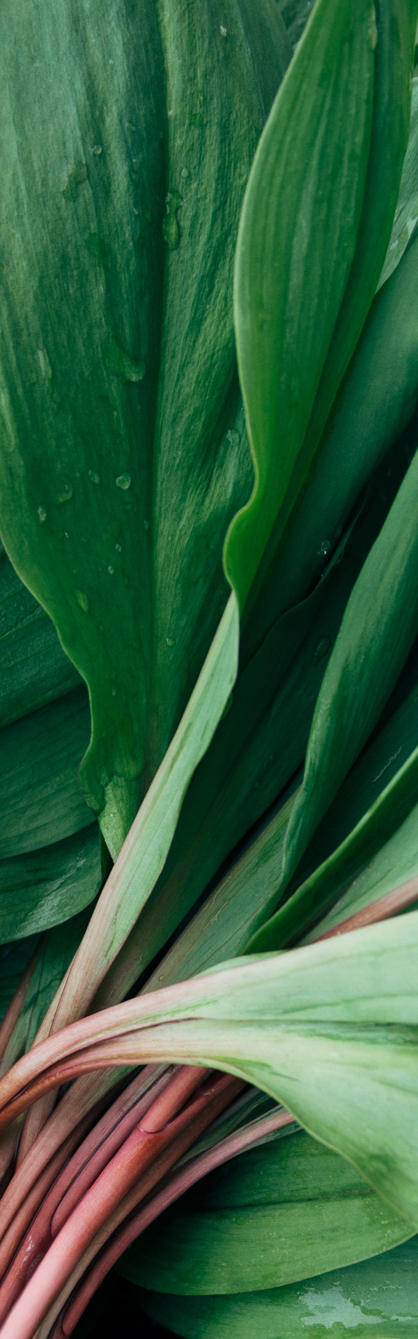 onion leaves background image